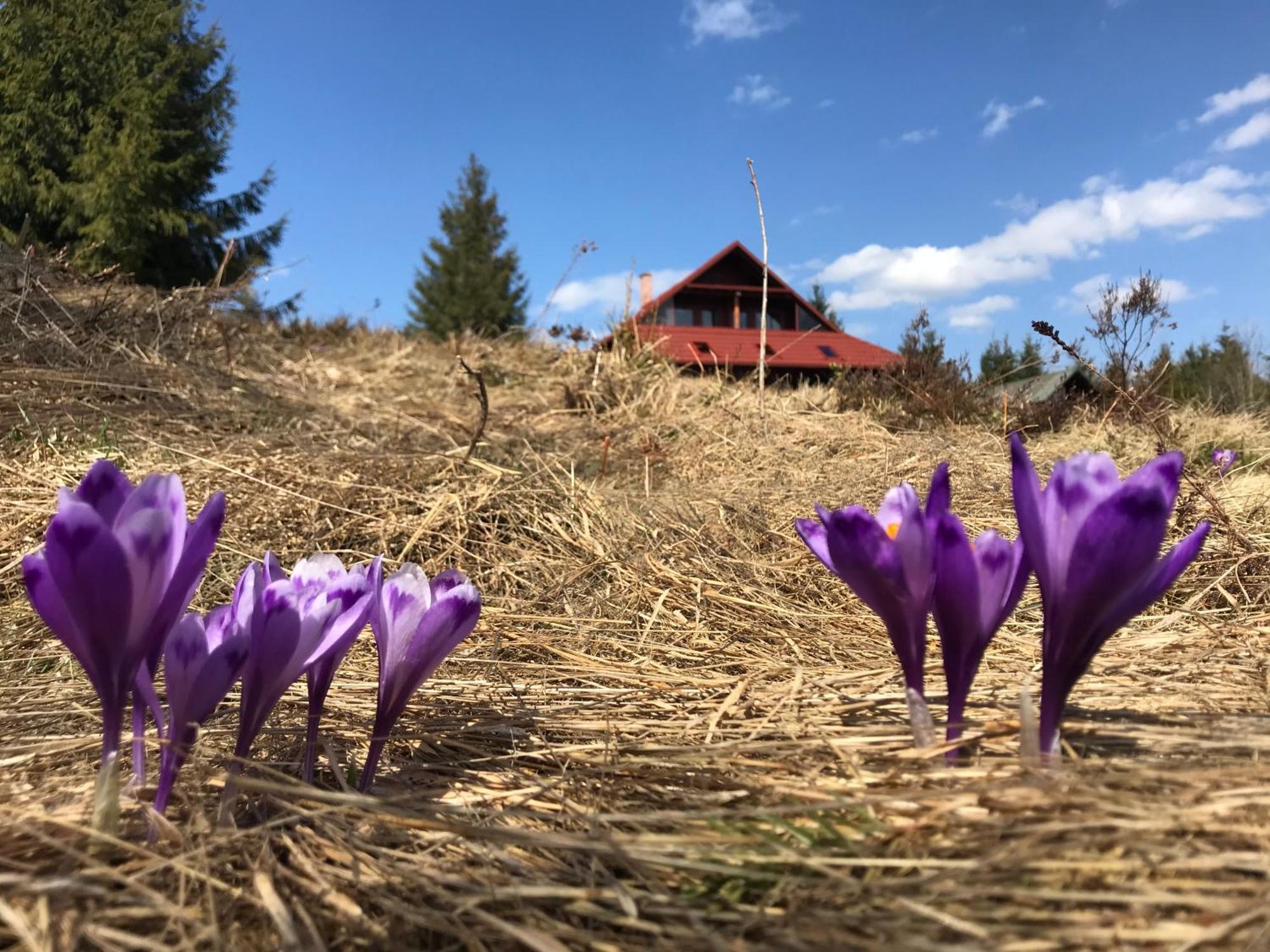 Cabana Transilvania Beliş المظهر الخارجي الصورة